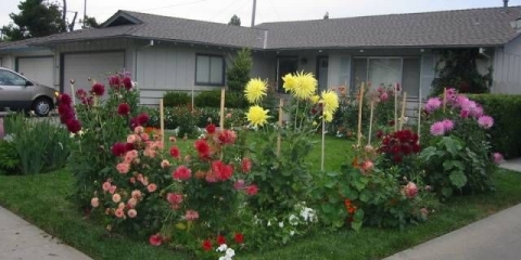 Kada posaditi dalije na otvorenom